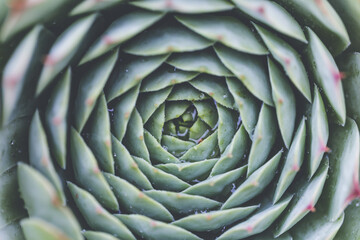 Fototapeta premium Succulent plant. background nature. Natural background Cactus succulent plant