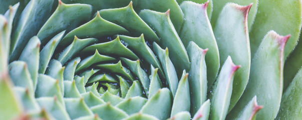 Succulent plant. background nature. Natural background Cactus succulent plant