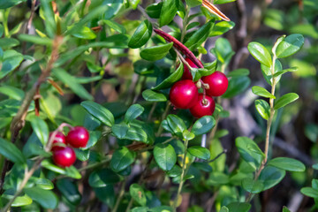 red cherries on a branch