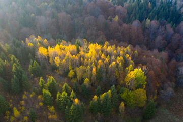 Autumn foliage in the mountains.