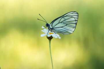 The   butterfly Aporia crataegi butterflyrus covered with dew sits on a summer morning on a daisy...
