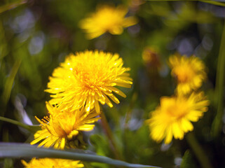 Dandelion flower on a blurred background with leaves on a meadow with leaves in background