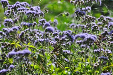 Wild flowers in a heritage village in Himachal 