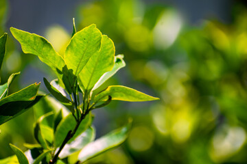 Fototapeta na wymiar Nature photography of fresh green leaves on branches of trees, plants in garden and forest with sun beam in bright summer, spring blur nature background. Shallow Depth of Field, Copy Space For Text.