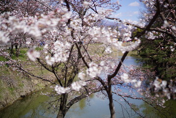 Season of sakura cherry blossoms at Ueda castle, Japan