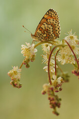 beautiful and elegant butterfly Melitaea on flower awaits dawn early in the morning