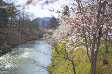Obraz na płótnie Canvas Season of sakura cherry blossoms at Ueda castle, Japan