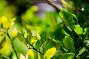 Obraz premium Nature photography of fresh green leaves on branches of trees, plants in garden and forest with sun beam in bright summer, spring blur nature background. Shallow Depth of Field, Copy Space For Text.