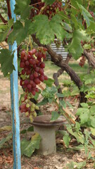 a bunch of red grapes ripening and juicing on a vine under carved leaves in a summer southern garden