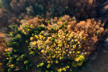 Fototapeta na wymiar Autumn foliage in the mountains.
