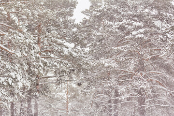 colorful snowflakes on snowy forest background. Christmas snowfall in park.