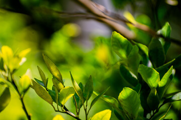 Nature photography of fresh green leaves on branches of trees, plants in garden and forest with sun beam in bright summer, spring blur nature background. Shallow Depth of Field, Copy Space For Text.