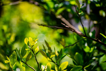 Nature photography of fresh green leaves on branches of trees, plants in garden and forest with sun beam in bright summer, spring blur nature background. Shallow Depth of Field, Copy Space For Text.