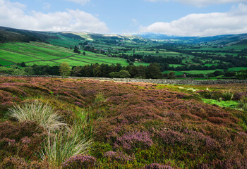 Obraz premium North York Moors with heather in bloom, fields, under blue sky. Glaisdale, UK.