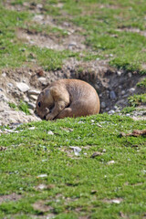 Schwarzschwanz-Präriehund