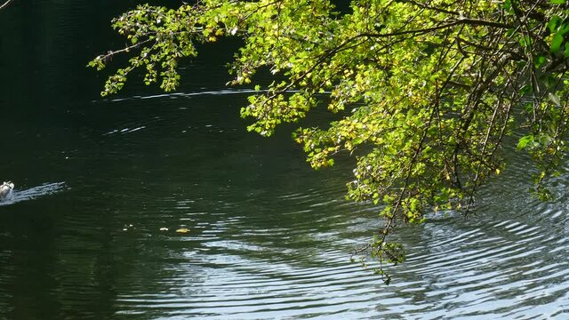 Eichenlaub mit Laubverf&auml;rbung im Herbst an einem Gew&auml;sser mit schwimmenden Enten, Deutschland, Europa