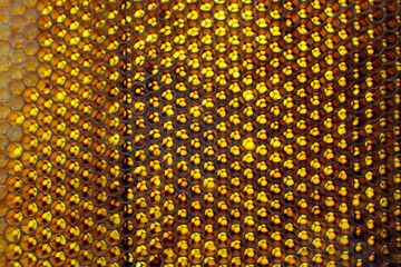 Drop of bee honey drip from hexagonal honeycombs