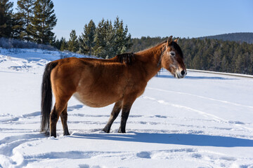 Wild brown horse stands on the road and looking to the camera in winter