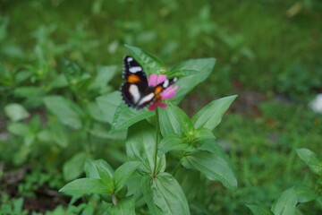 Fototapeta premium beautiful butterfly perching on a flower