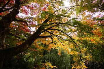 Scenery of Gero Onsen at Autumn in Gifu, Japan