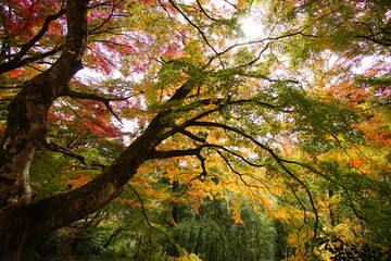 Scenery of Gero Onsen at Autumn in Gifu, Japan