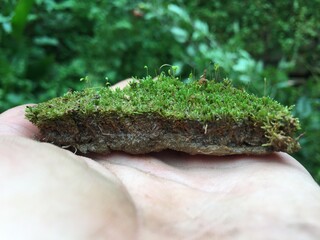 A man holding pice of soil containing various types of small plant diversity.