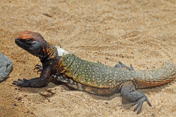 südsaharische_Dornschwanzagame