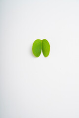 Happy Dussehra greeting card , green apta leaf and rice, Indian festival dussehra