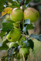 green apples on a tree