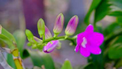 Close Up orchid flowers blooming on green leaves background .  Beautiful flowers is a plant that can be easily grown