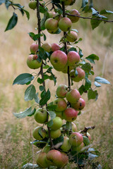 apples on tree