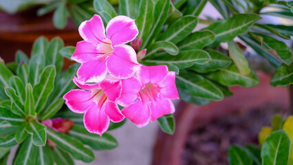 Closeup adenium obesum flowers blooming on green leaves background .  beautiful flowers is a plant that can be easily grown