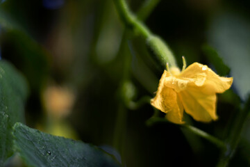 Blurred background with close up with small green cucumber on the branches of Cucumis sativus plant with flowers growing in a horticulture greenhouse