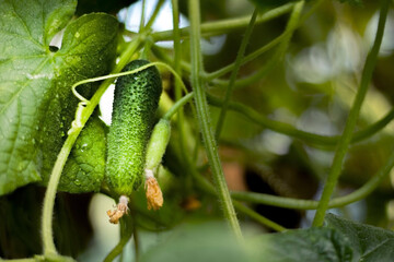Blurred background with close up with small green cucumber on the branches of Cucumis sativus plant with flowers growing in a horticulture greenhouse