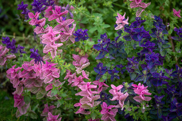 Obraz premium flowers in the garden