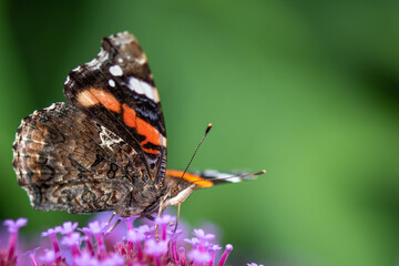 butterfly on a flower