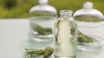 Pine branches and base oil