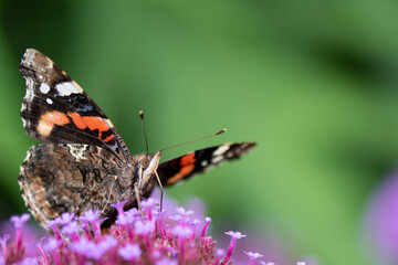 butterfly on flower
