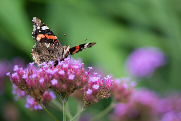 butterfly on flower