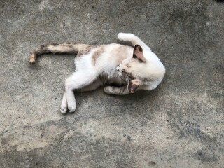 Cat laying down on cement ground floor,cleaning itself with comfortable gesture