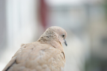 fluff on the neck of a dove. closeup of the fine fluff on the neck of a wild rock dove