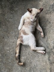 Cat laying down on cement ground floor,cleaning itself with comfortable gesture
