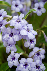 blue and white flowers