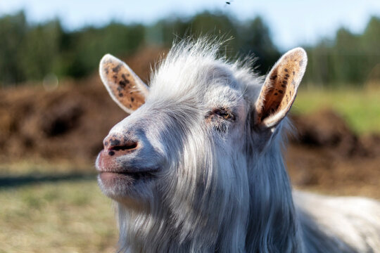 Hornless white goat male in the domestic animal farm