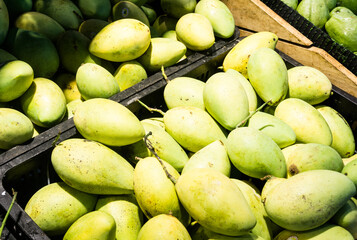 Green mangoes are displayed on a tray in the supermarket. Healthy organic food. Tropical fruit