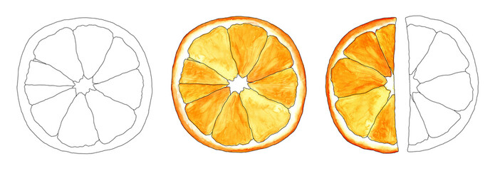 watercolor illustration set round orange slice and isolated on white background with sketch black handle orange outline