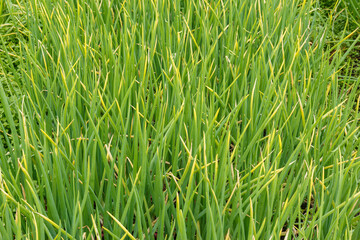 Green onions in the garden bed. Dry leaves of onions after drought.