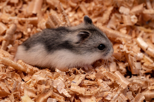 Campbell's dwarf hamster of the species Phodopus campbelli