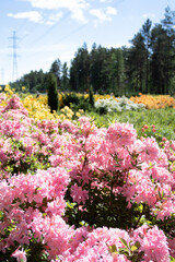 pink and white flowers