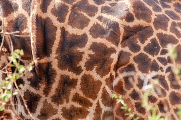 spotted mantle of the giraffe